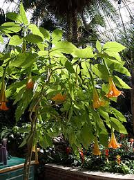 Fragrant plant florida trees jacaranda tree photo tree dwarf plants flowering trees royal poinciana garden lovers club florida landscaping. Brugmansia Wikipedia