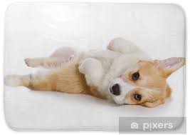 Corgi welsh corgi corgi bath mat bathroom mat corgi mat corgi bath bathtime mat corgi bathtime. Corgi Puppy On White Background Bath Mat Pixers We Live To Change