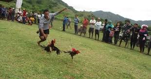 Barapan Ayam Khas Sumbawa Barat Budaya Indonesia