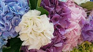 £0 £25 £50 £75 £100+ find. New Baby Flowers Delivery New Baby Bouquets Flower Station