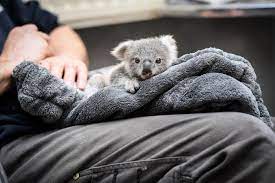 Liddyahh has uploaded 119 photos to flickr. Zoo Duisburg Koala Baby Wird Mit Der Hand Aufgezogen