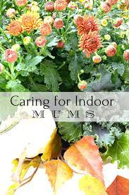 The program developed in response to the growing. Caring For Fall Mums Indoors Stonegable