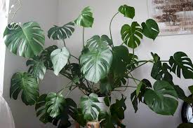 Monstera is a genus of 45 species of flowering plants in the arum family, araceae, native to tropical regions of the americas. How To Care For A Monstera Plant Care For Beginners