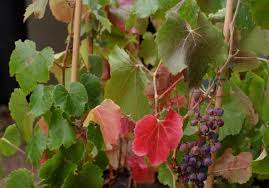 Image result for Vitis