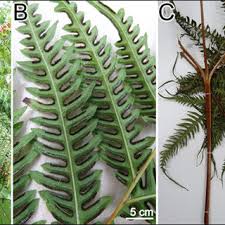 Image result for Pteris tripartita