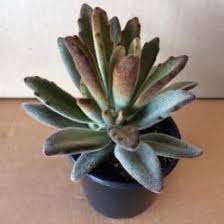 Buy Kalanchoe Tomentosa Chocolate Soldier Succulents Online Nursery Plants At Gardener S Treasures In Adelaide South Au Succulents Cool Plants Plant Nursery