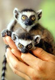 Handful Of Baby Ring Tailed Lemurs Squee Animals Beautiful Lemur Cute Animals