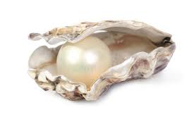 Includes details on how to cook oysters and a oysters are the most expensive shellfish available and are now considered a luxury, although this was not always the case. Oyster And Pearl Concept Of Wealth Or Winning With A Oyster Shell Open With A L Affiliate Wealth Winning Oy Oyster And Pearl Pearls Oyster With Pearl