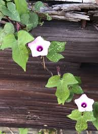 Image result for Ipomoea trinervia