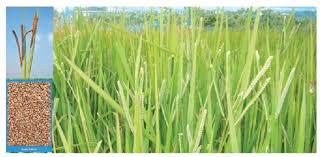 Image result for Paspalum scrobiculatum
