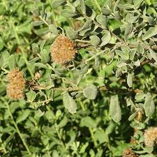 Image result for Pluchea dioscoridis