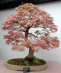 The best time for planting for most specimens is. 63 Bonsai Tree Wallpaper On Wallpapersafari