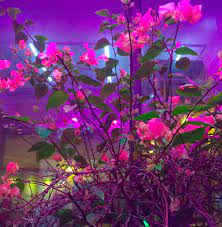 We've gathered more than 5 million images uploaded by our users and sorted them by the most popular ones. Magenta Flowers Leaf Neon Aesthetic Night Aesthetic Flower Aesthetic