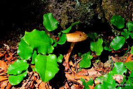 Image result for Laurembergia repens