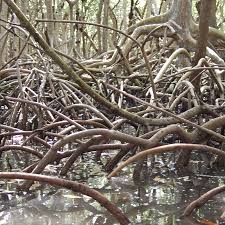 Image result for Rhizophora