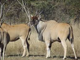 Image result for eland