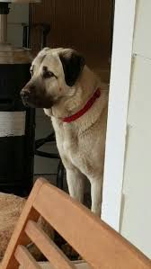 Watch It Kangal Kopegi Kopek Akbas