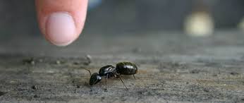 The following diy carpenter ant treatment guide contains all the necessary advice and recommendations you need on how get rid of carpenter ants and their colony invasion effectively. 8 Best Carpenter Ant Killers In 2021 Detailed Reviews