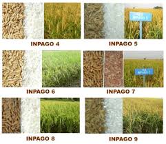 Dimana, keanekaragaman gen dalam satu spesies makhluk hidup yang menimbulkan variasi disebut varietas.contohnya, varietas buah manga (mangifera indica) seperti harum manis, bali, gadung, dan si manalagi, dimana tampilan berbagai macam buah mangga ini cukup berbeda dilihat dari warna, tekstur kulit, dan rasa. Keanekaragaman Hayati Tingkat Gen Di Indonesia Beserta Gambarnya