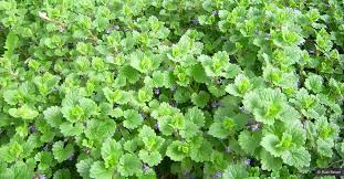 Zeigerpflanzen Erkennen Unkraut Im Garten Pflanzen Gartenarten