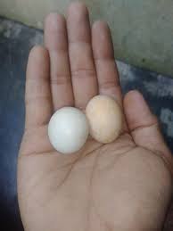 Telur ayam jantan tetap aman untuk dikonsumsi. Unic Mix Moc Sepasang Mustika Telur Ayam Jantan Dim 22 Facebook