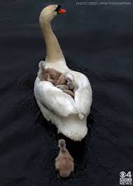 Swans can fly as fast as 60 miles per hour! Really Heartbreaking Story Father Swan Carries Babies On Back Days After Mother Died On Esplanade Cbs Boston