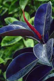 Image result for Ficus saussureana