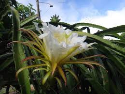 It responds to a mild fertilizer by forming blooms, but they only last until the sun shines on them. Flower Belle Of The Night Bight Blooming Cactus Cactus Fruit Dragon Fruit Jesus In The Cradle Night Blooming Cereus Pitahaya Pitaya Or Strawberry Pear Pitahaya Is A Species That Grown Commercially For
