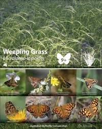 Image result for Aristida stipoides