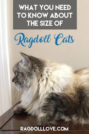 5 Things You Need To Know About Ragdoll Cat Size