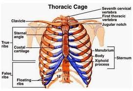 Maybe you would like to learn more about one of these? Rangkak Pengertian Fungsi Susunan Organ Penyusun Sendi