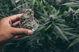 Why are the leaves on my romulan turning yellow? Yellow Leaves On Cannabis Plants Tips To Fix Common Grow Issues Potguide Com