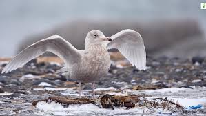 Image result for Glinus hirtus