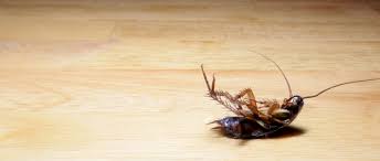 Avoid the stress of doing it yourself. Home Pest Control Experts Give Tips On Getting Rid Of Texas Roaches