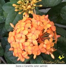 Image result for Ixora narcissodora