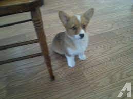 Miniature Pembroke Welsh Corgi Puppies For Sale In Conroe Texas Classified Americanlisted Com
