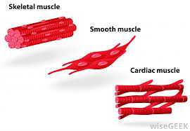 Learn the basics of smooth muscle contraction. What Is A Smooth Muscle Contraction With Pictures