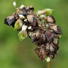 Image result for Fagopyrum esculentum