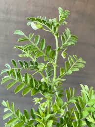 Image result for Cicer arietinum