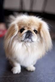 Top 5 Small Breed Dogs Top Dog Breeds Top Dog Breeds Pekingese Puppies Dogs