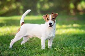 Click the link in my bio to find it! Jack Russell Terrier Jackrussell De