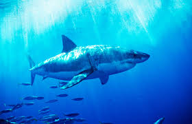 Then it was orange county where the scary sharks were; The Ethics Of Why You Should Definitely Watch Shark Week Wired
