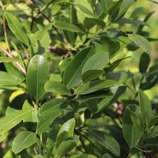 Image result for Secamone racemosa