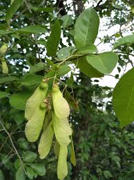 Image result for Petiveriaceae