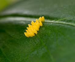 What can we expect to see and how can we care for them, so that we can watch the life cycle? 534 Ladybug Eggs Photos Free Royalty Free Stock Photos From Dreamstime