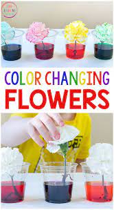 It looks like magic but is full of the wonder of science! Color Changing Flowers Science Experiment