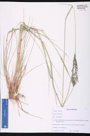 Image result for Eragrostis atrovirens