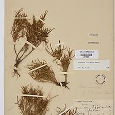 Image result for Geigeria