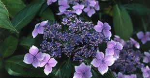 The Leaves Of This Hydrangea Can Be Used To Make Sweet Tea In 2020 Hydrangea Landscaping Types Of Hydrangeas Garden Shrubs