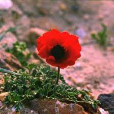 Scientific Name Anemone Coronaria Family Ranunculaceae English Common Names Anemones Windflowers Arabic Common Name Shaka Ek Flower Names Anemone Flora